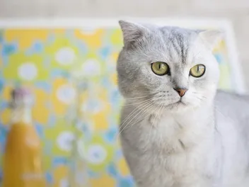 Do Scottish Fold Cats Shed a Lot? Vet Approved Facts & Grooming Tips