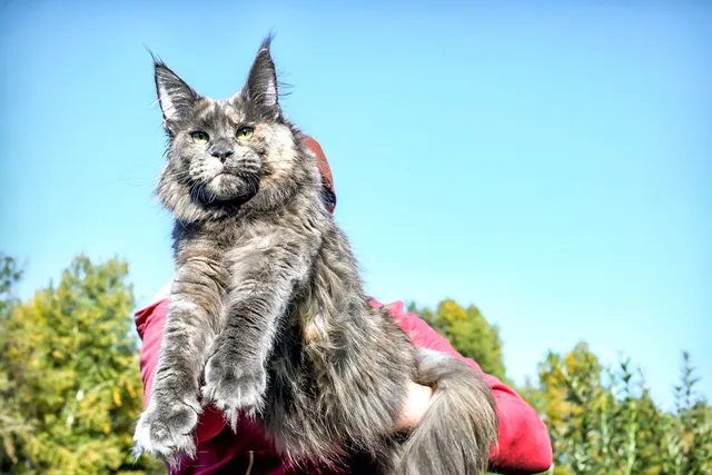 Maine Coon Cat Size: Info, Pictures & Height Comparison Chart (Vet-Verified)