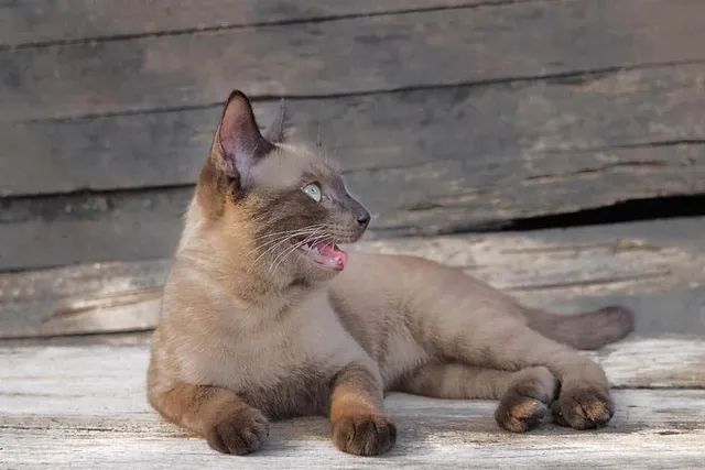 My Cat Is Breathing With Their Mouth Open, What's Wrong? (Vet Answer)