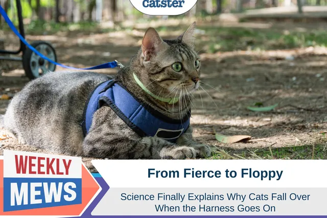 From Fierce to Floppy: Science Finally Explains Why Cats Fall Over in Harnesses