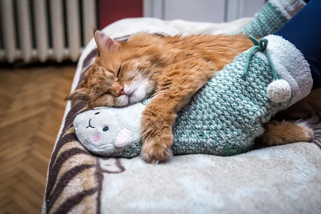 Why Does My Cat Sleep Between My Legs? 5 Reasons for This Behavior