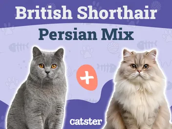British Longhair Cat Breed Info: Pictures, Temperament & Traits