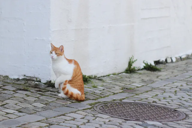 My Cat Is Limping But Still Jumping & Running, What's Wrong? Vet-Reviewed Advice