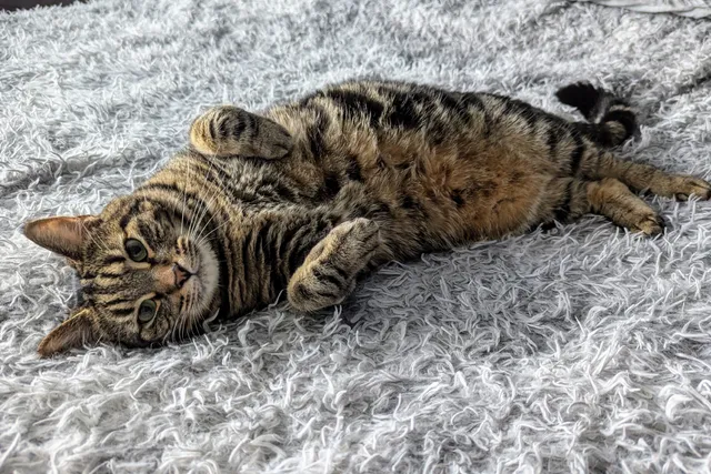 Cyril's Purring Repertoire: 6 Different Purrs & Their Meanings