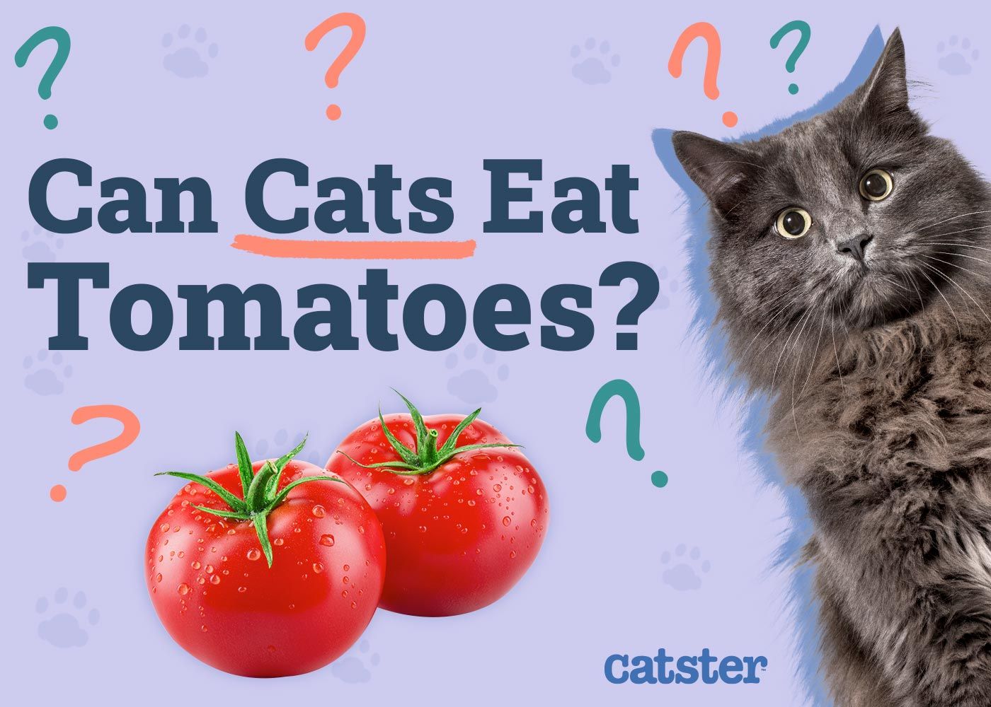 Can Cats Eat Tomatoes