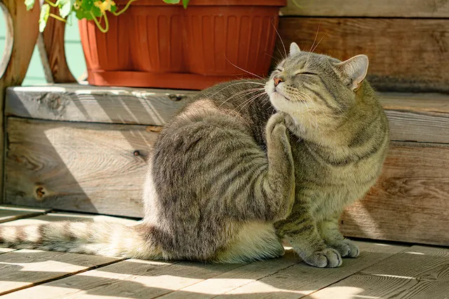 Fleas & Ticks on Cats: A Guide for Each Region in the US (Vet Approved)