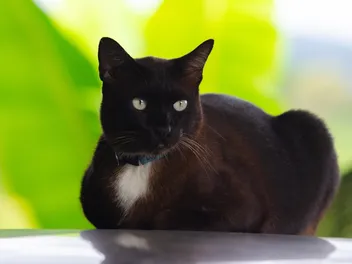 Korn Ja Cat Breed Info: Pictures, Temperament & Traits