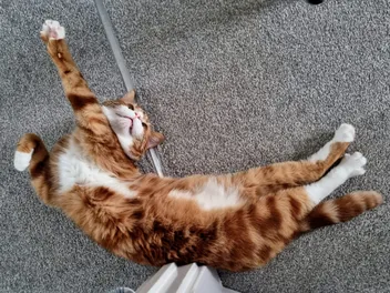 Alex and the Somersault of Happiness