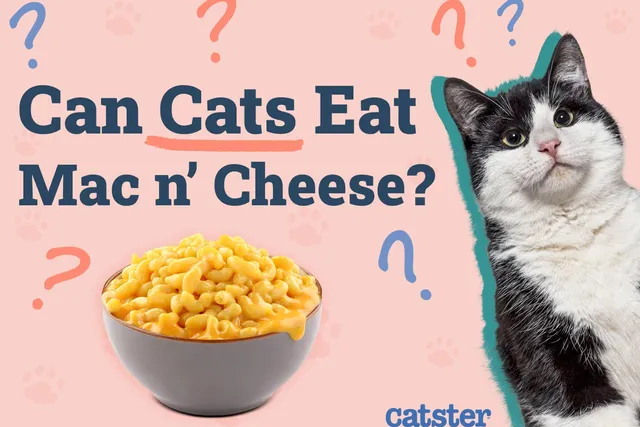 Can Cats Eat Mac & Cheese? Vet-Reviewed Info to Know!