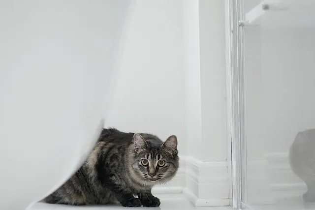 Why Does My Cat Follow Me to the Bathroom? Our Vet Explains