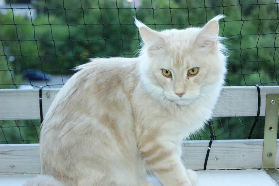 cream-maine-coon