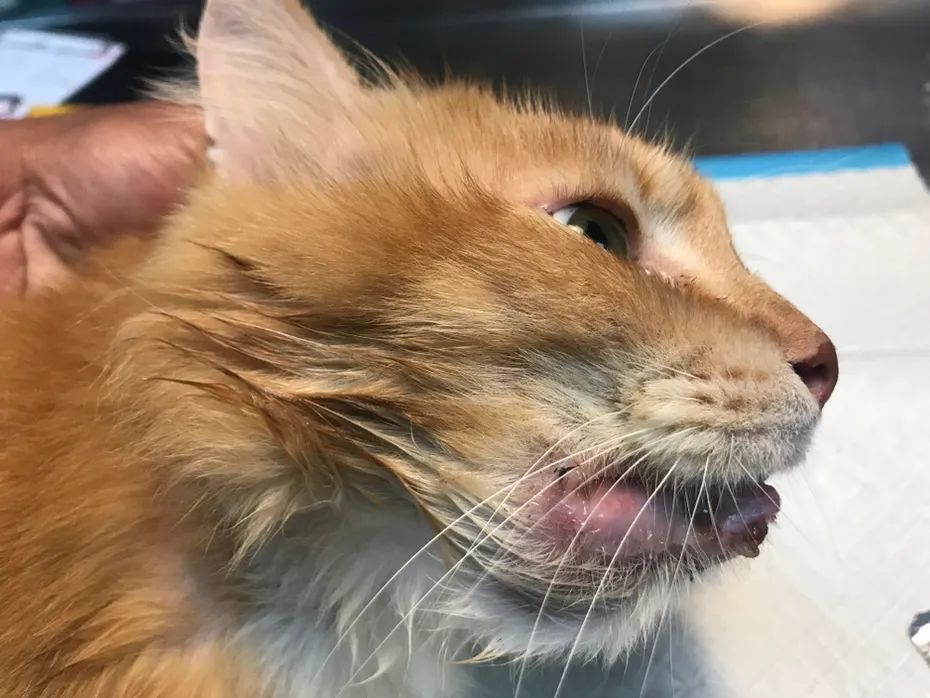 cat with swollen lower lip