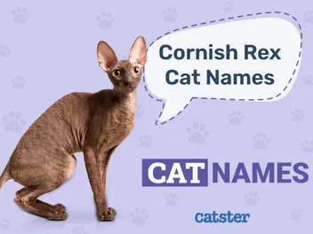 150 Great Names for Cornish Rex Cats: Our Favourite Names For These Beauties