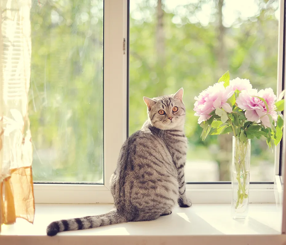 cat sitting on the window sill