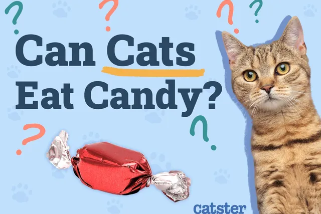 Can Cats Eat Candy? Health Risks & Recommendations (Vet-Reviewed)