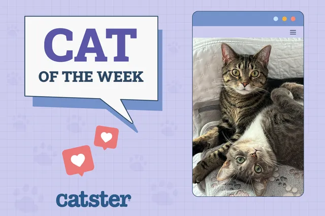 Catster Photo Contest: Cats of the Week Winners (September 11, 2025)