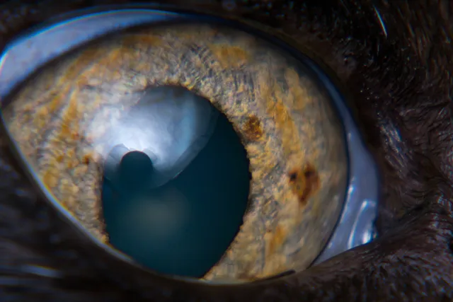 Cat Eye Tumors & Cancer: Our Vet Explains the Causes, Signs & Care