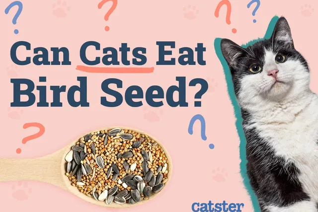 Can Cats Eat Bird Seed? Vet-Approved Nutritional Facts & Warnings
