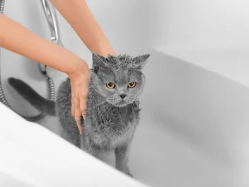 Can British Shorthair Cats Swim? Do They Like Water? Vet-Verified Info