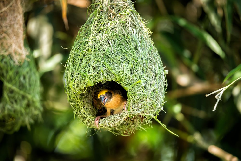 Weaver Birds Nest on Bamboo Tree in Nature Outdoor