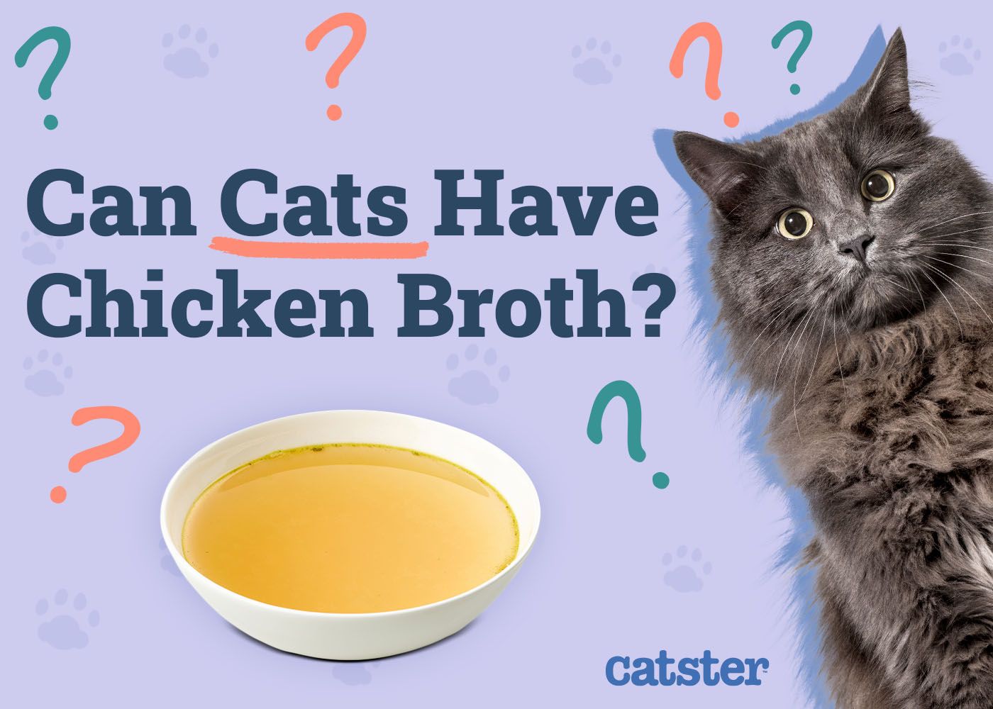 Can Cats Have Chicken Broth