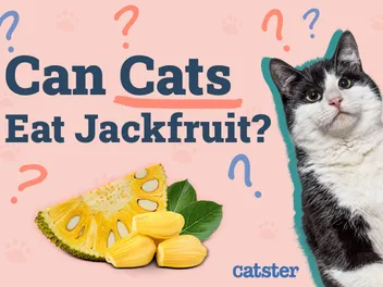 Can Cats Eat Jackfruit? Vet Reviewed Risks & Alternatives