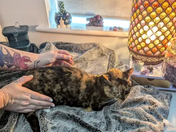Acupuncture for Zazzles: Dr Karyn & Holistic Treatments for Cats