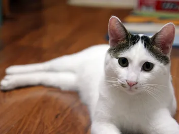 Are Japanese Bobtail Cats Hypoallergenic? Breed Facts & Alternatives