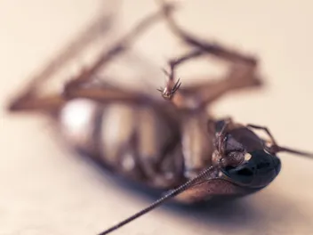 Do Cats Keep Roaches Away? Facts & FAQ