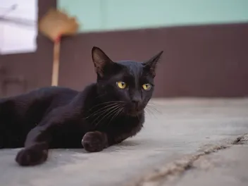 Sam Sawet Cat Breed Info: Pictures, Temperament & Traits