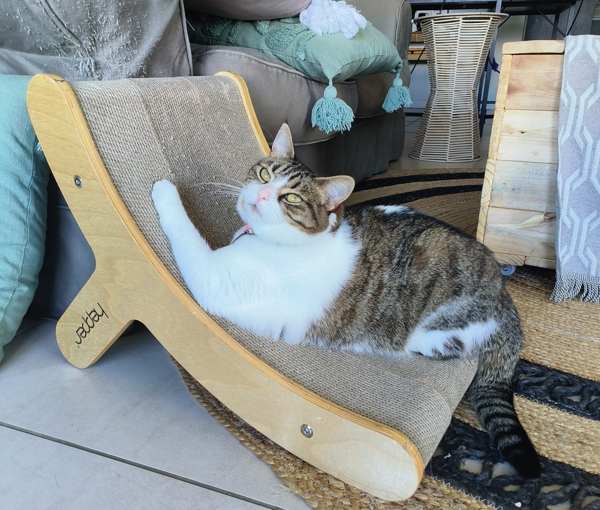 11 Valentine’s Day Gifts for Cat Lovers: 2026 Guide