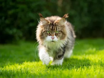 How Far Do Cats Roam? Vet-Verified Facts & Safety Tips