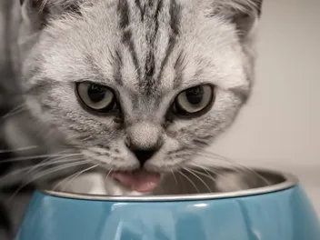 11 Best Water Bowls for Cats in 2026 - Reviews & Top Picks