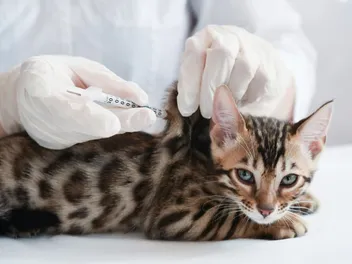 FVRCP Vaccine for Cats – What It Is & If Cats Need It (Vet Answer)