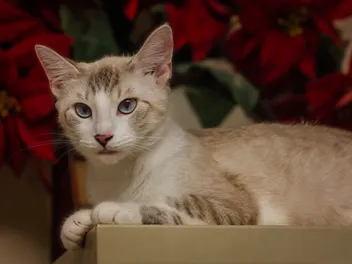 Do Siamese Mix Cats Make Good Pets? Vet-Reviewed Facts & FAQ