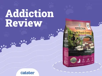 Addiction Cat Food Review of 2026: Recalls, Pros & Cons