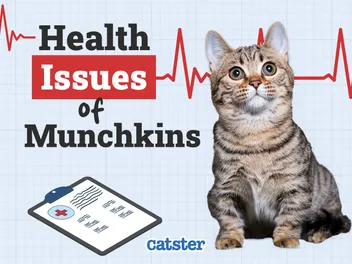 Munchkin Cat Health Problems: 7 Vet-Reviewed Issues