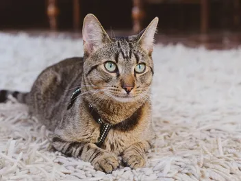 How Long Do Tabby Cats Live? Vet-Approved Lifespan Facts