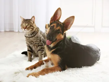 Why Do Cats Hate Dogs? Vet-Reviewed Facts & Tips