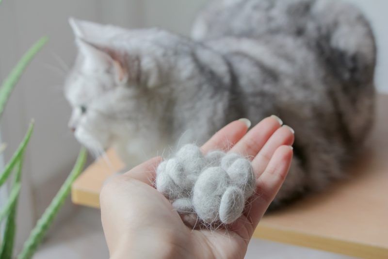 How to Deal With Cat Hair in Your Home: 10 Helpful Ways
