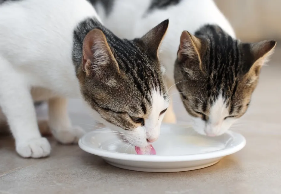 two cats drinking milk from the same bowl