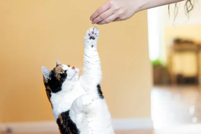 10 Tricks to Teach Your Cat: Vet-Approved Steps for Fun