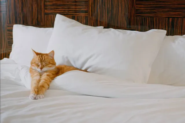 10 Pet Friendly Hotels in St. Louis, Mo (2026 Update)