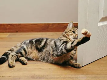 How to Make Your Cat Smarter: 5 Tips for a Brainier Pet