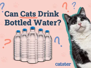Can Cats Drink Bottled Water? Vet-Reviewed Types & Recommendations