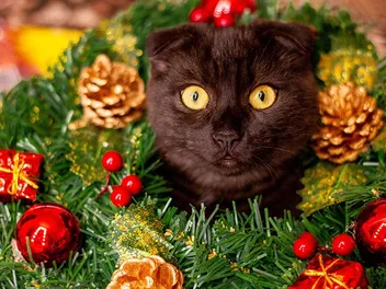 5 DIY Cat Wreaths You Can Make at Home (With Pictures)