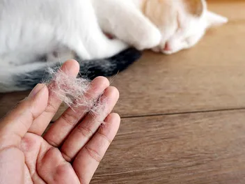 7 Creative, Crafty Uses for Cat Hair (With Pictures)