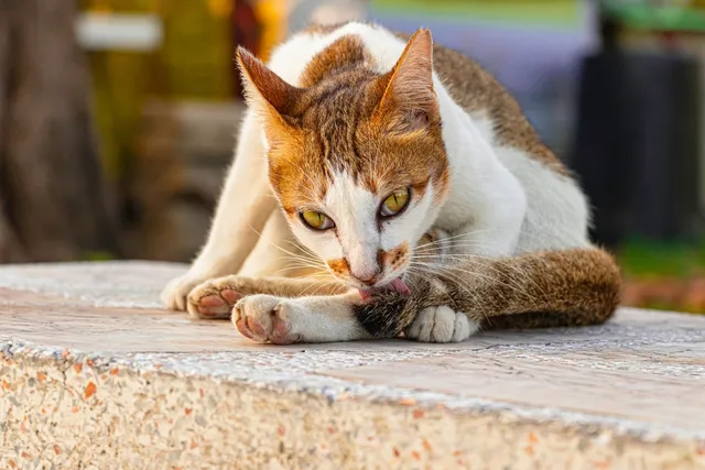International Homeless Animals Day 2026: When & What It Is