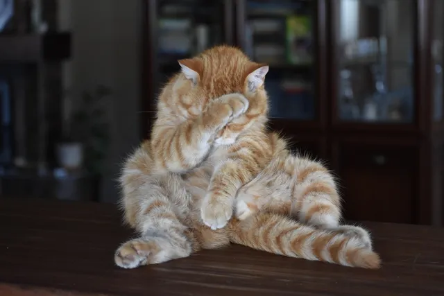 Why Do Cats Scoot? 5 Vet Reviewed Reasons & What to Do