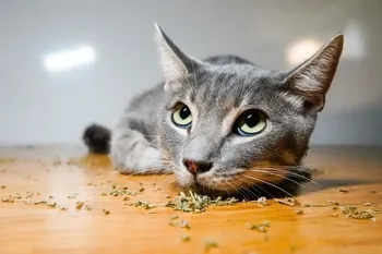 gray tabby resting on catnip